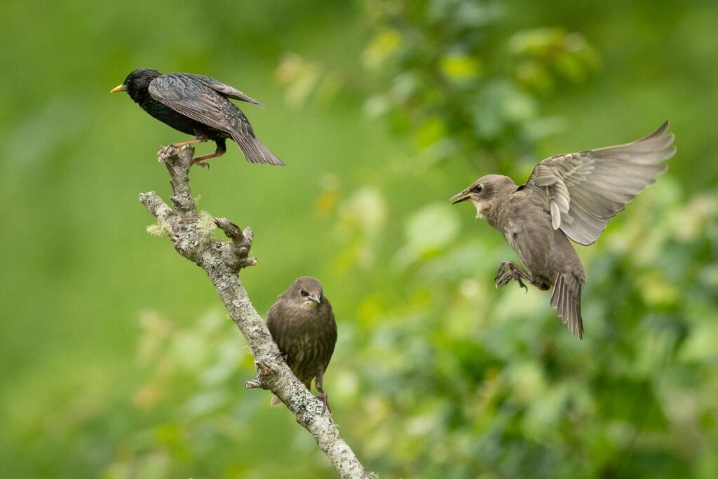 European starlings