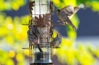 Melbourne Backyard Birding: Easy Ways to Attract More Native Birds to Your Garden