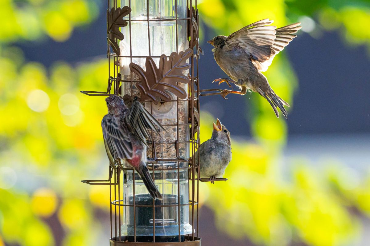 Melbourne Backyard Birding: Easy Ways to Attract More Native Birds to Your Garden