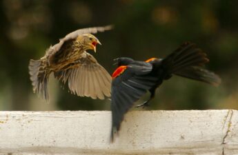 Melbourne Invasive Species and Their Impact on Native Birds