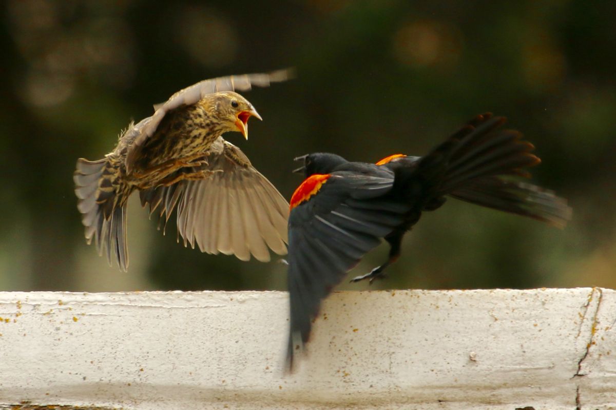 Melbourne Invasive Species and Their Impact on Native Birds