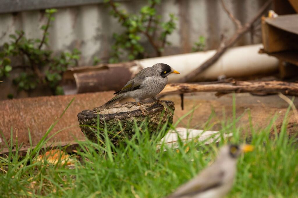 Noisy Miners_backyard birding