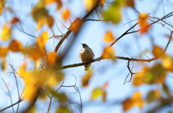 Seasonal Birdwatching in Melbourne_ What Species to Look Out For in Spring, Summer, Autumn, and Winter