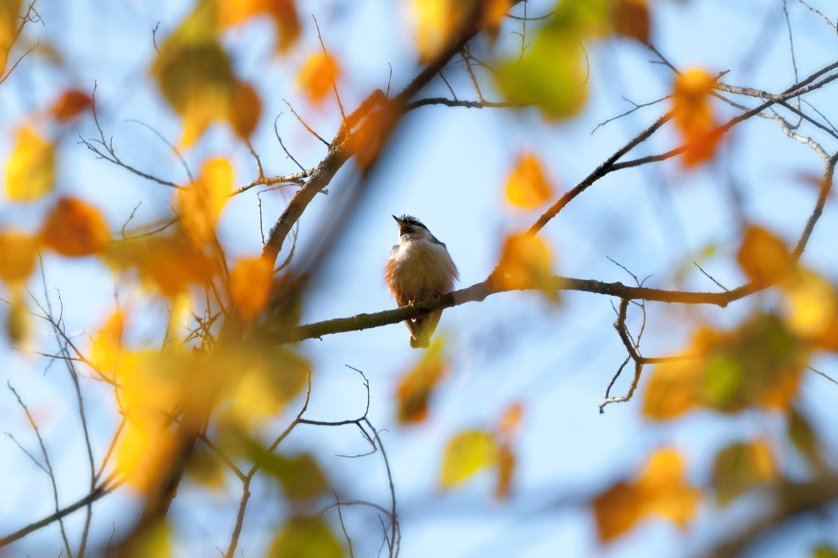 Seasonal Birdwatching in Melbourne_ What Species to Look Out For in Spring, Summer, Autumn, and Winter