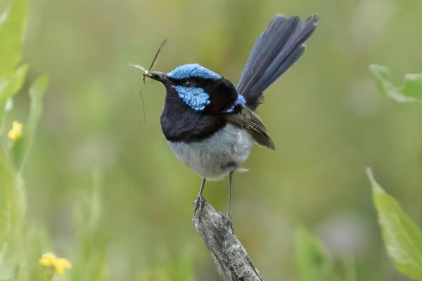 Splendid fairywren Victoria Australia