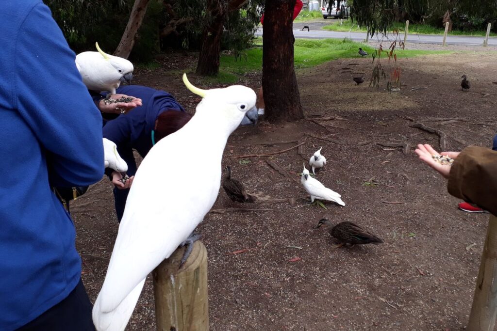 feeding and watching birds at park